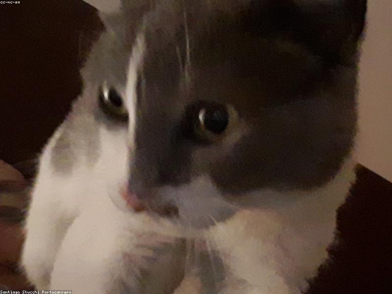 Persian Kittens - 2 Months Old