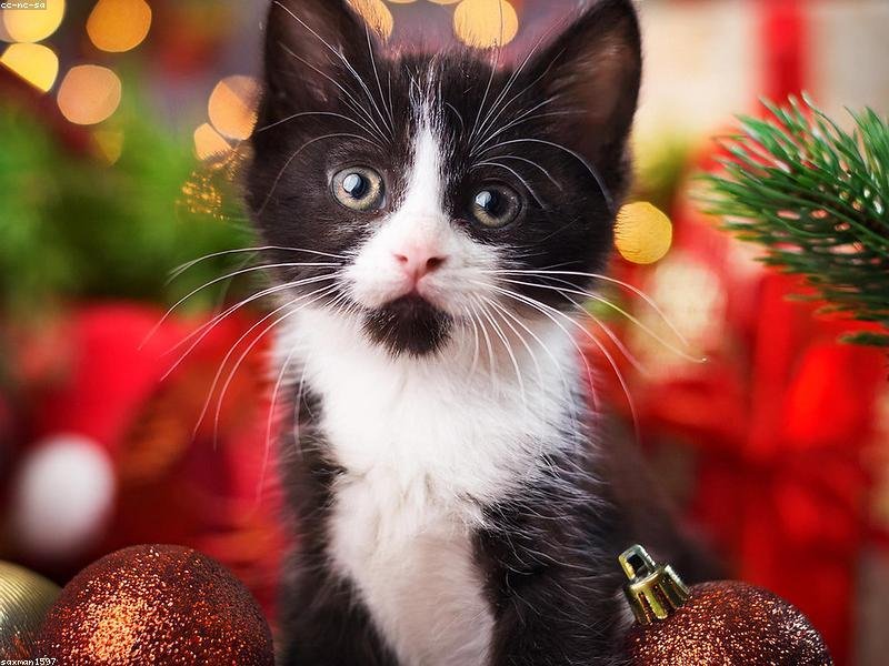 Persian Kittens - 2 Months Old